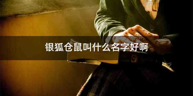 银狐仓鼠叫什么名字好啊