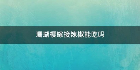 珊瑚樱嫁接辣椒能吃吗