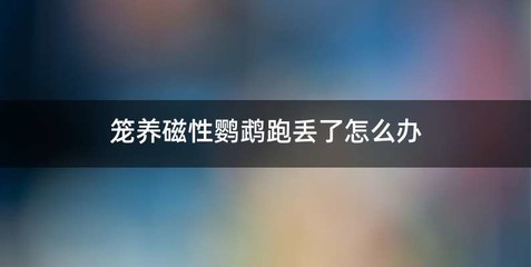笼养磁性鹦鹉跑丢了怎么办