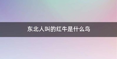 东北人叫的红牛是什么鸟